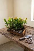 Ixora