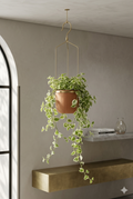 Peperomia Scandens C.21