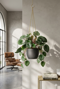 Peperomia Melância C.21