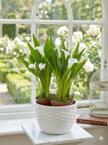 Callas